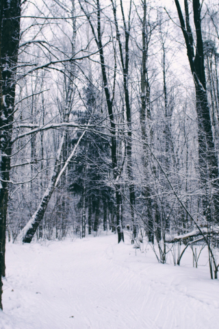 Dense, forest, winter, trees, 240x320 wallpaper
