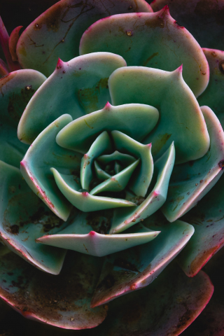 Close up, Echeveria, succulent, plant, 240x320 wallpaper
