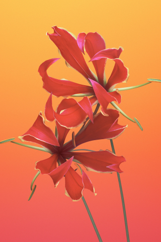 Lily flower, macOs Mojave iOS, 11 stock, 240x320 wallpaper