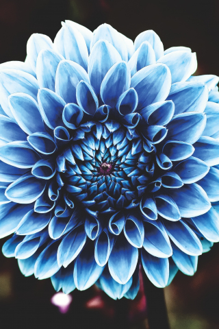 Dahlia, blue, portrait, 240x320 wallpaper
