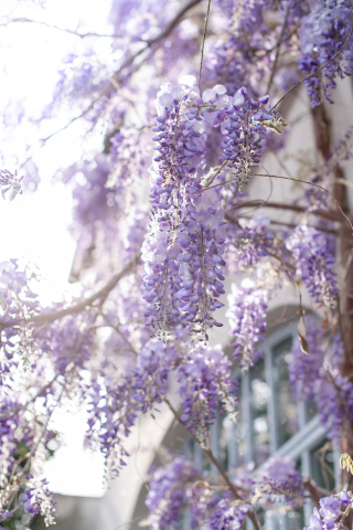 Purple-white flowers, blossom, tree branches, 240x320 wallpaper