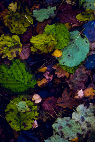 Leaves, fall, autumn, 240x320 wallpaper