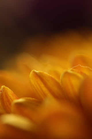 Gerbera, yellow, flower, close up, petals, 240x320 wallpaper