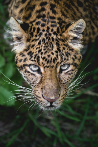Leopard, predator, looking up, muzzle, 240x320 wallpaper