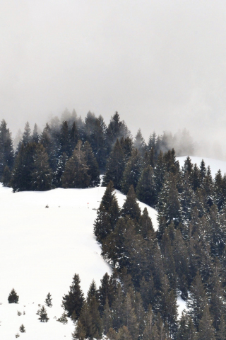 Winter, trees, snow layered ground, landscape, 240x320 wallpaper