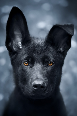 Pet, black puppy, German Shepherd, 240x320 wallpaper