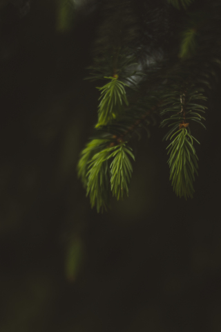 Blur, portrait, leaf, fern, 240x320 wallpaper