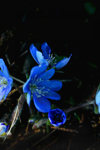 Blue flowers, flora, spring, 240x320 wallpaper