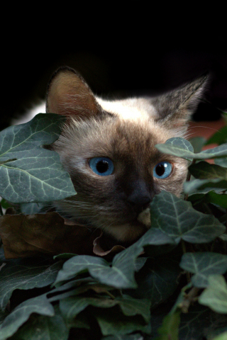 Cat, leaves, muzzle, blue eyes, 240x320 wallpaper