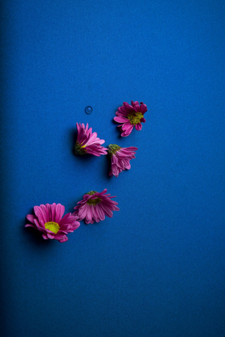 Pink daisy, flowers, 240x320 wallpaper