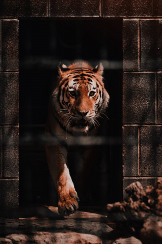 Tiger, wild, predator, 240x320 wallpaper