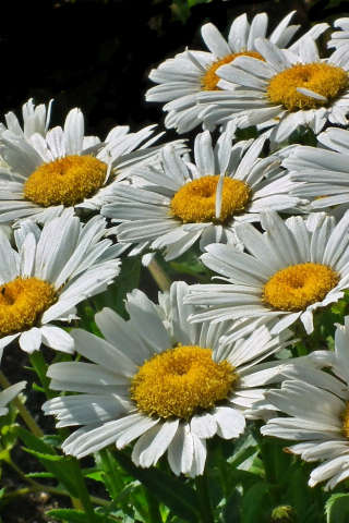 Spring, flowers, meadow, white daisy, 240x320 wallpaper