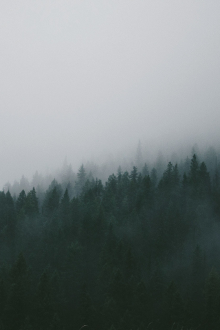 Winter, mist, forest, trees, nature, 240x320 wallpaper