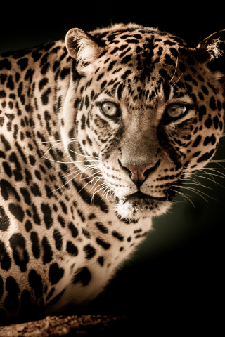 Leopard, predator, muzzle, wild cat, portrait, 240x320 wallpaper