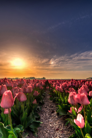 Farm, flowers, tulip, sunset, 240x320 wallpaper