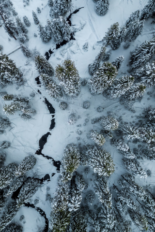 Winter, aerial view, trees, forest, white, 240x320 wallpaper