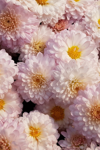 Chrysanthemum, flower, pink, 240x320 wallpaper