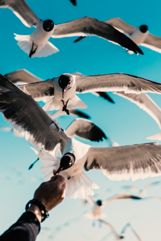 Seagull, birds, flight, 240x320 wallpaper