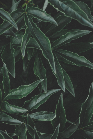 Flora, fresh, green, leaf, 240x320 wallpaper