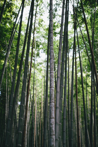 Bamboo, forest, trees, nature, 240x320 wallpaper