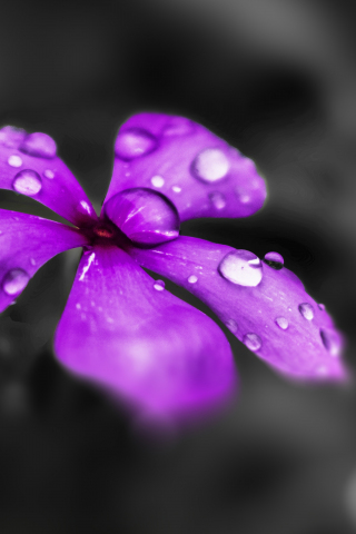 Water drops, Catharanthus roseus, purple flower, blur, close up, 240x320 wallpaper
