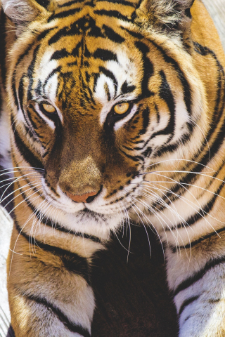 Tiger, predator, animal, 240x320 wallpaper