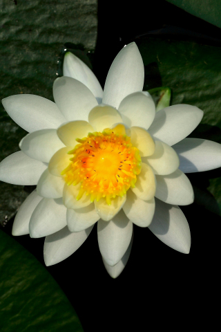 Water lily, white, flower, leaves, bloom, 240x320 wallpaper