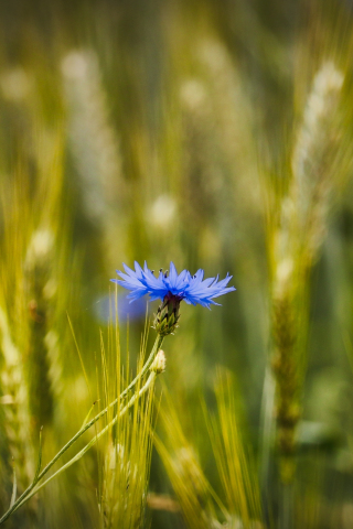 Blue, conflower, wheat farm, blur, 240x320 wallpaper