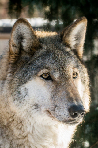 Wolf, the predator, muzzle, wild, 240x320 wallpaper