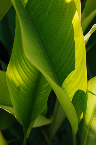 Green and bright leaves, plants, 240x320 wallpaper