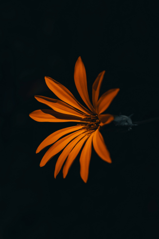 Flower, orange, dark, 240x320 wallpaper