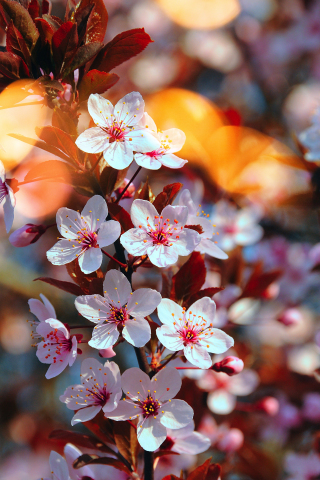 Cherry blossom, pink flowers, close up, spring, 240x320 wallpaper