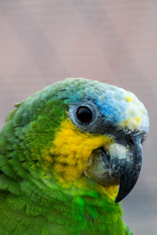 Parrot, colorful, bird, muzzle, 240x320 wallpaper