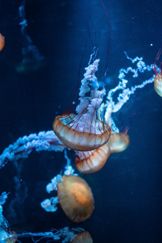 Jellyfish, underwater, aquatic, animals, 240x320 wallpaper