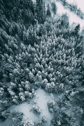 Aerial view, winter, pine trees, frost, 240x320 wallpaper