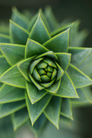 Succulent, close up, green, 240x320 wallpaper
