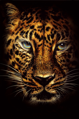 Leopard, predator, Jumanji: Welcome to the Jungle, muzzle, 240x320 wallpaper