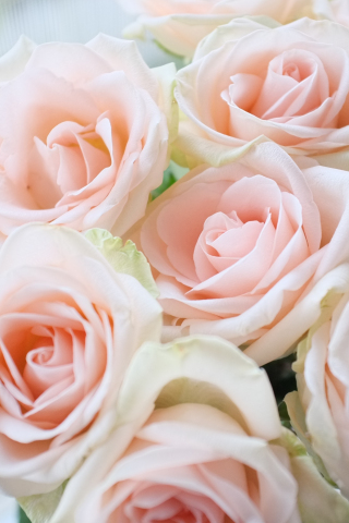 Light pink, roses, bouquet, 240x320 wallpaper