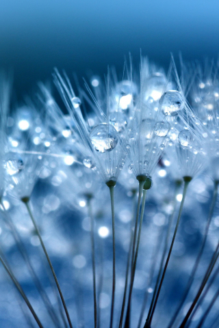 Blue, drops, Dandelion, fluffy flower, macro, 240x320 wallpaper
