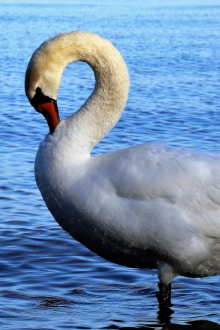White, swan, bird, 240x320 wallpaper