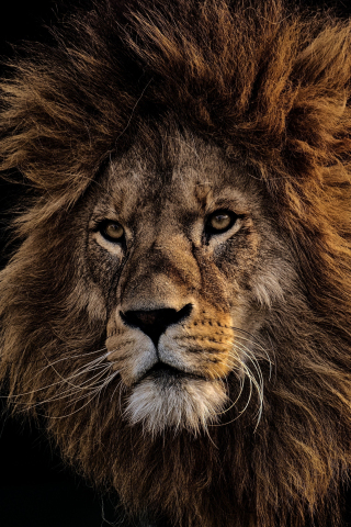 Mighty king, Lion, fur, muzzle, 240x320 wallpaper