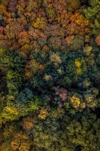 Autumn, trees, forest, aerial view, 240x320 wallpaper
