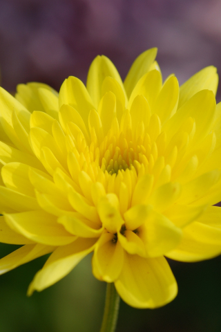 Yellow flowers, spring, close up, 240x320 wallpaper