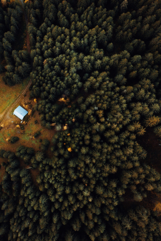 Trees, dense, aerial view, 240x320 wallpaper