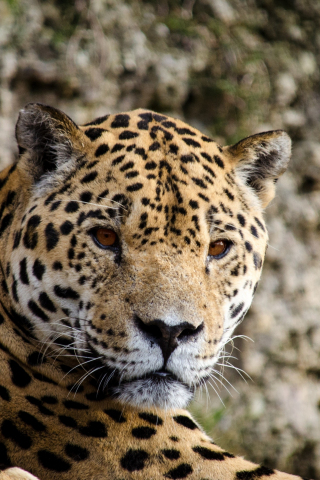 Jaguar, predator, animal, stare, muzzle, 240x320 wallpaper