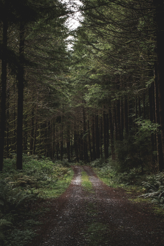 Dirt road, path, trees, forest, greenery, 320x480 wallpaper