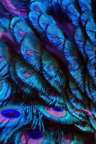 Splendid and colorful peacock feathers, adorable, 240x320 wallpaper
