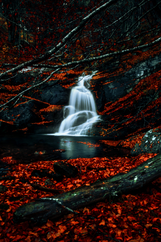 Autumn, red leaves, forest, waterfall, river, water stream, 240x320 wallpaper
