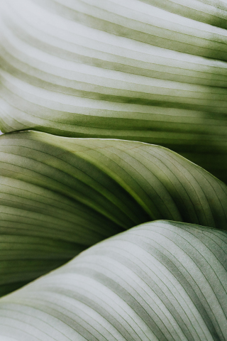 Veins on leaf, close up, green house plants, 240x320 wallpaper