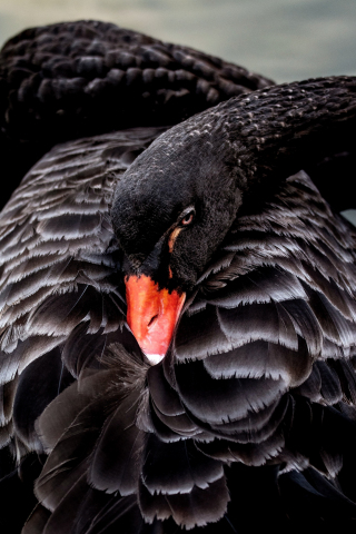 Bird, black swan, 240x320 wallpaper